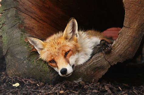 kam za zvířátky středočeský kraj|Zoo a zooparky aneb 10+ tipů, kam na výlet za zvířaty